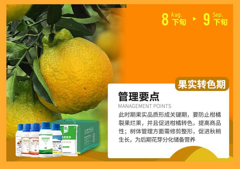 此時(shí)期果實(shí)品質(zhì)形成關(guān)鍵期，要防止柑橘裂果爛果，并且促進(jìn)柑橘轉(zhuǎn)色，提高商品性;樹體管理方面需修剪整形，促進(jìn)秋梢生長，為后期花芽分化儲備營養(yǎng)