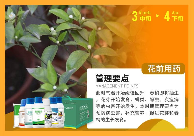 此時氣溫開始緩慢回升，春梢即將抽生花芽開始發(fā)育，蠕類、蚜蟲、炭疽病等病蟲害開始發(fā)生，本時期管理要點為預防病蟲害，補充營養(yǎng)，促進花芽和春梢的生長發(fā)育。